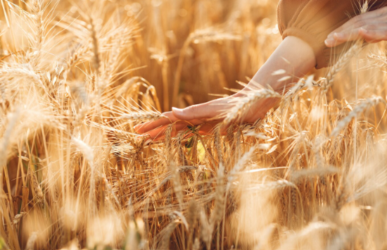 10 de novembro: Dia Mundial do Trigo: celebrar o grão que sustenta o pão português