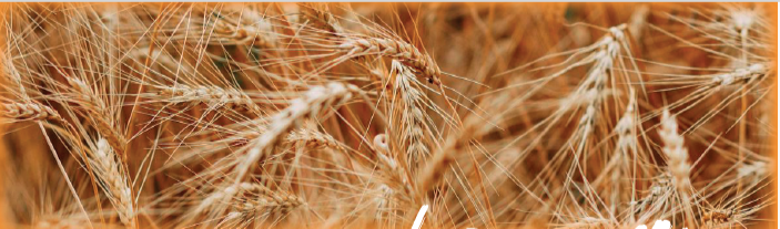 Webinar: 4º Encontro de Cereais Tradicionais: Os Cereais Tradicionais e a sustentabilidade ambiental e territorial